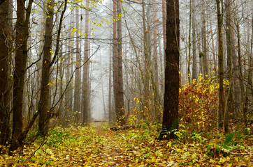 Autumn forest with yellow leaves and mystic fog. Cold weather concept