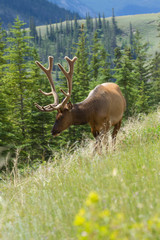 Majestic Male Elk