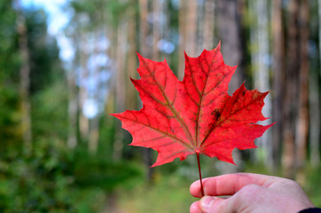 Red maple tree leaf in a male hand on a background of nature. The concept of the onset of autumn and cold weather