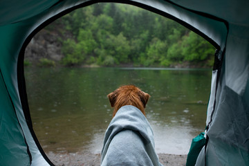dog in a tent in the rain. Nova Scotia Duck Tolling Retriever in the camp. Pet Travel