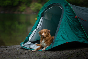 dog in a tent in the rain. Nova Scotia Duck Tolling Retriever in the camp. Pet Travel