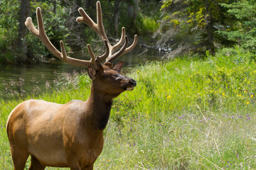 Majestic Male Elk