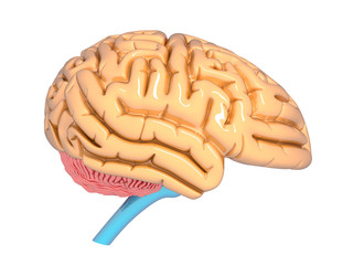 uman brain, anatomy. 3d illustration