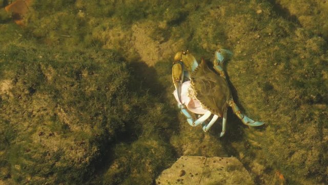 American blue crab in Ebro Delta