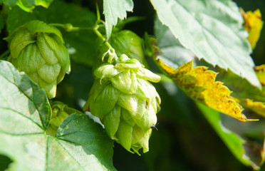 close-up of a cone shaped green hops flower
