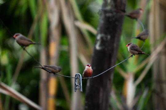 flock of red-breasted birds perched on the wire