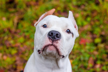 Obraz premium Amstaff dog on a walk in the park. Big dog. Bright dog. Light color. Home pet.