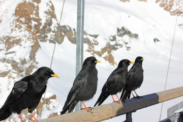 four alpine choughs sitting on a wooden stick