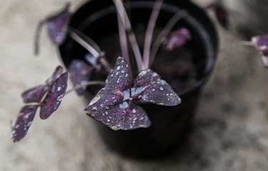 flower, nature, red, plant, autumn, tree, green, garden, orange