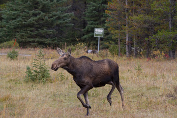 Naklejka na ściany i meble Moose in the Canadian rocky mountains