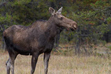 Moose in the Canadian rocky mountains