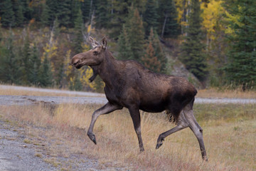 Moose in the Canadian rocky mountains