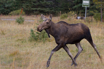 Moose in the Canadian rocky mountains