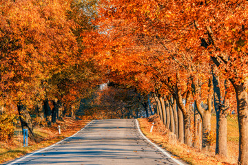 orange fall colored alley with colorful trees. Fall autumn season natural background