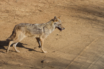Indian Jackal in Gir National Park, India