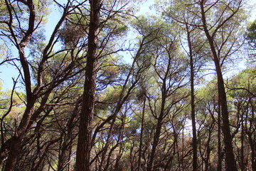 Pineta sempreverde nel bosco 
