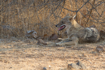 Naklejka premium Indian Jackal in Gir National Park, India