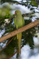 Indian Rind necked parrot