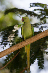 Indian Rind necked parrot