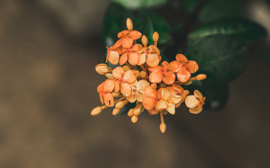 flower, nature, red, plant, autumn, tree, green, garden, orange