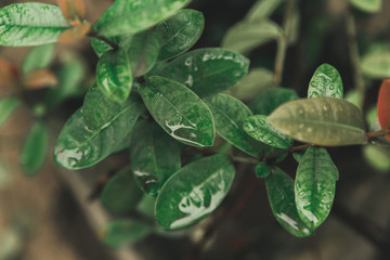 flower, nature, red, plant, autumn, tree, green, garden, orange