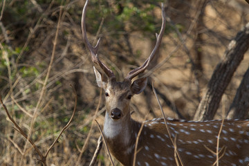 Spotted Male deer in Gir National park India