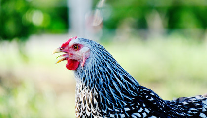 Closeup portrait of chicken hen, blurred background.