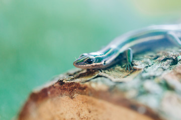 Striped Lizard Pet