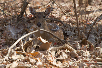 Spotted deer in Gir National park