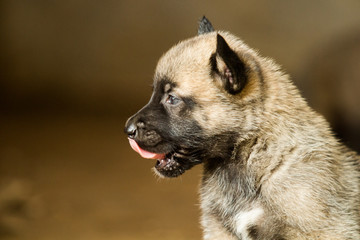 belgian shepherd puppy malinois