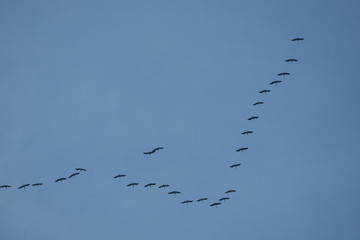 a large number of wild geese fly in formation towards the south