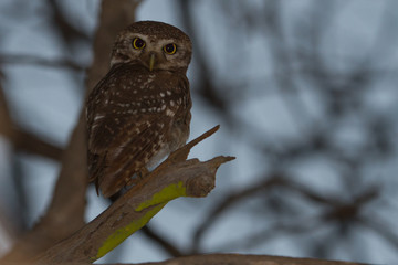 Spotted Owlet in Gir National park