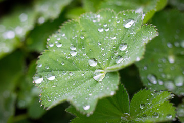 Drops of rain on leaves of Lady's Mantle plant