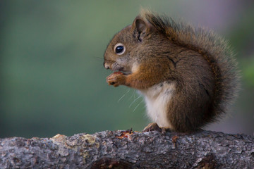 Squirrel In the evening light