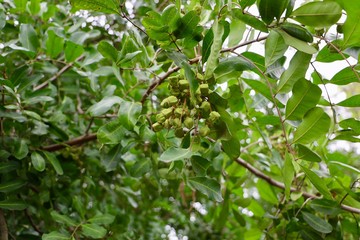 green leaves of a tree