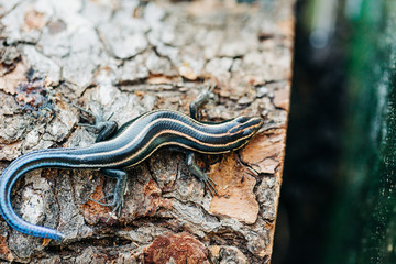 Obraz premium Striped Lizard Pet