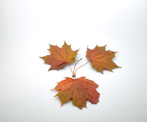 Naklejka na ściany i meble Maple leaves isolate laid out in a circle