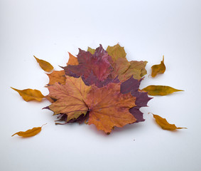 Maple leaves isolate laid out in a circle