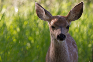 Deer Fawn in Calgary