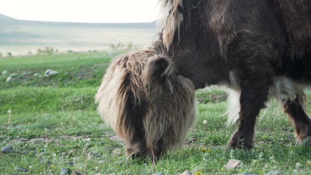 Yak grazing in a field on Mongolian steppe grasslands, medium close up
