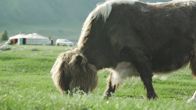 Mongolian yak grazing in steppe grasslands with traditional ger in background