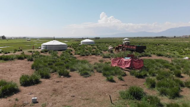 Aerial flyover of horses running by ger tents in nomadic Mongolian camp