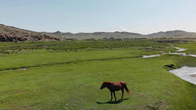 Aerial view of upper Mongolia lush green steppe with hills, streams and horse