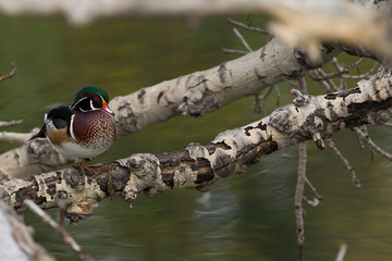Beautiful Wood Duck In Southern Alberta 
