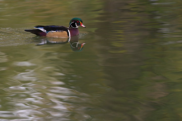 Beautiful Wood Duck In Southern Alberta 