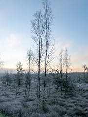 autumn landscape with swamp pines, cold autumn morning, frost