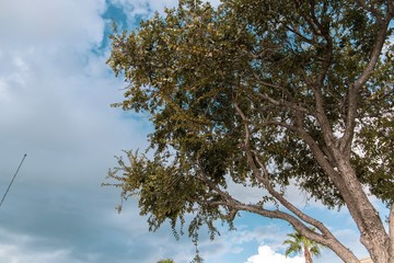 tree and blue sky