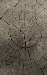 cut of a tree