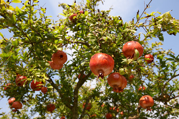 Fresh ripe pomegranate fruits hanging on a tree