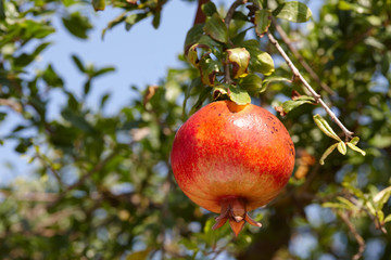 Fresh ripe pomegranate fruits hanging on a tree